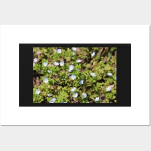 Tiny Blue Flower Meadow Posters and Art